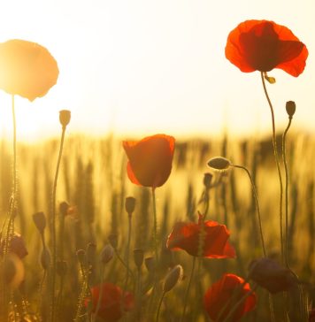 sunrise in a poppy field