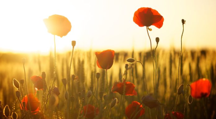 sunrise in a poppy field