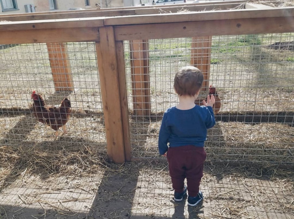 child at a chicken coop, raising kids to be earth conscious