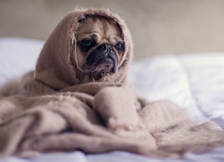 Pug wrapped in a blanket sits forlornly on a bed needing self care