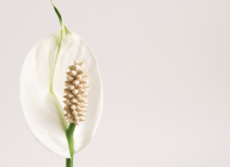 peace lily flower