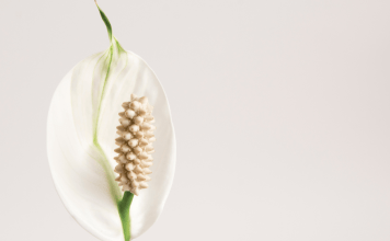 peace lily flower