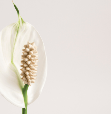 peace lily flower