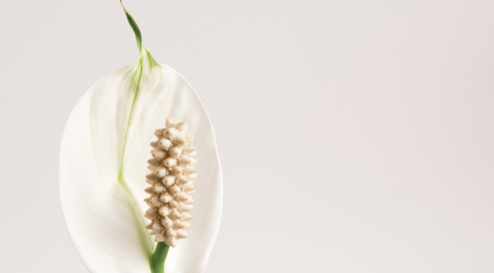 peace lily flower