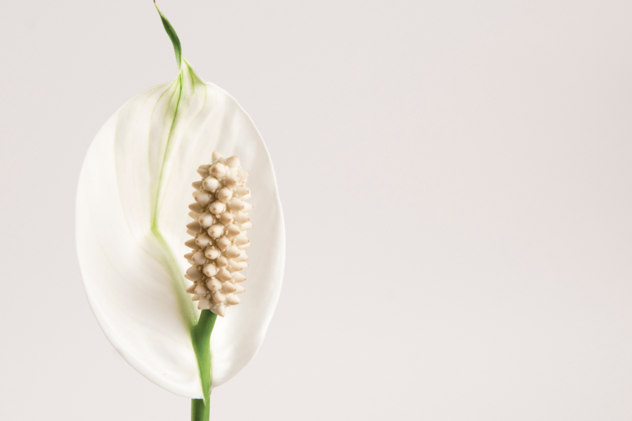 peace lily flower