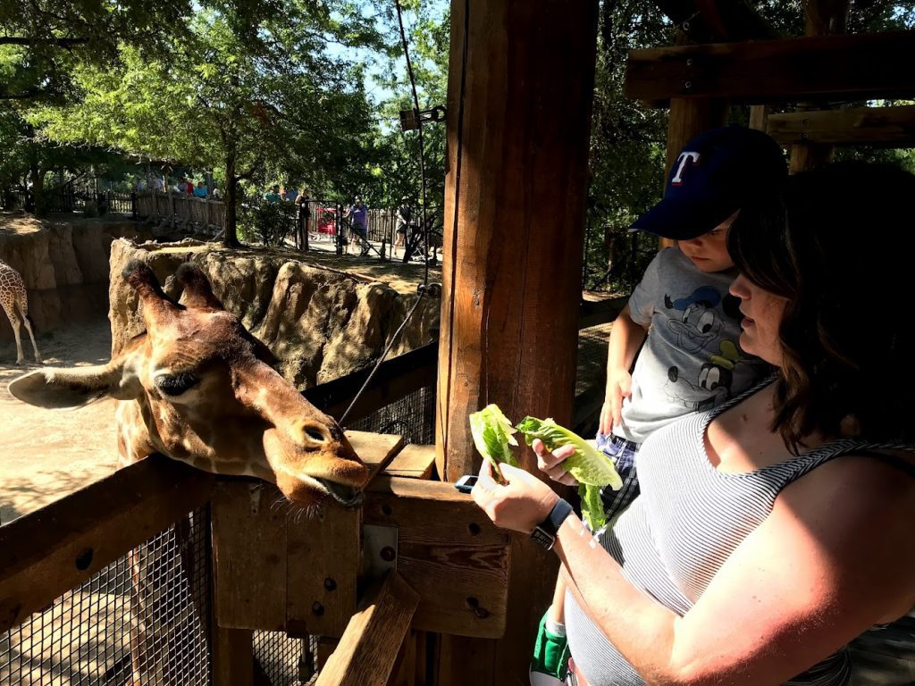 mother and toddler feeding giraffes at the Dallas Zoo, DFW staycations