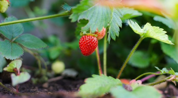 small strawberry plant, gardening in collin county