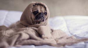 A pug wrapped in a brown blanket with just the head visible sitting on a bed. 