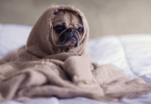 Pug wrapped in a blanket sits forlornly on a bed needing self care