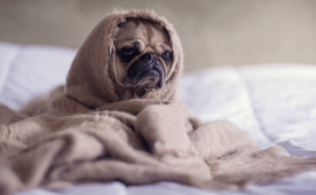 Pug wrapped in a blanket sits forlornly on a bed needing self care