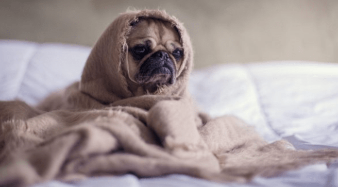 Pug wrapped in a blanket sits forlornly on a bed needing self care