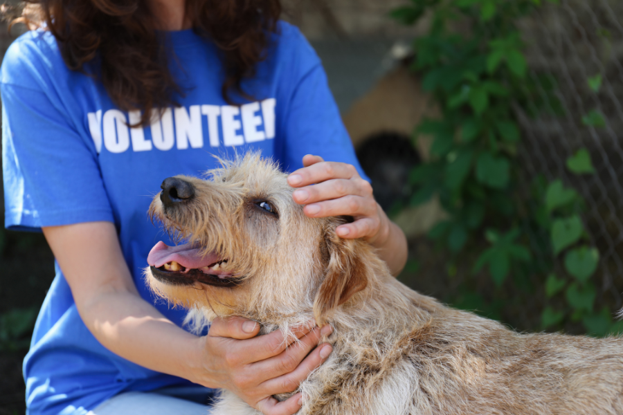 Volunteer pets dog